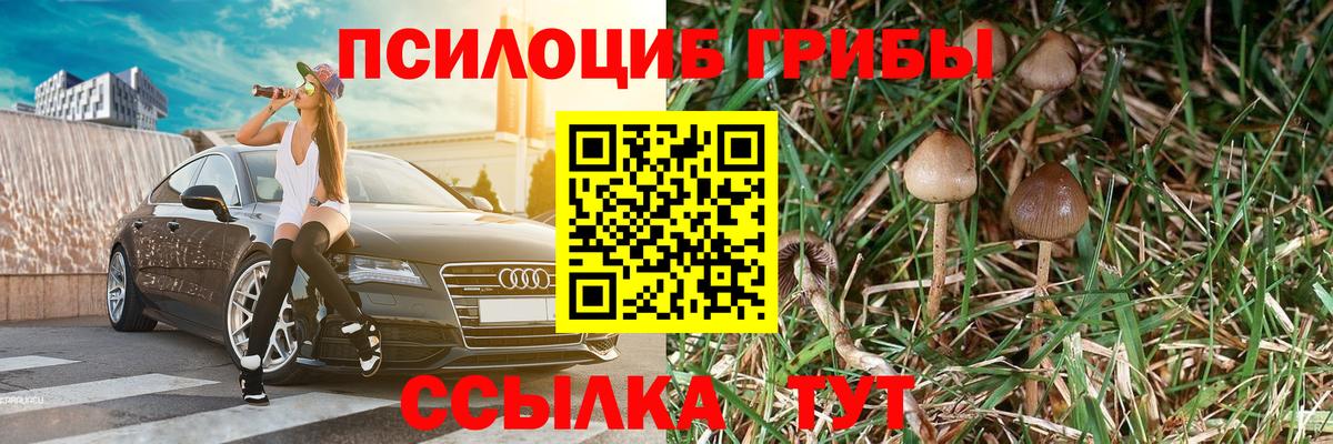 Псилоцибиновые грибы Cubensis Менделеевск